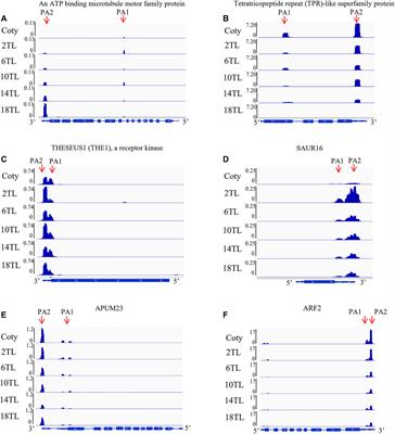 Signatures of mRNA Alternative Polyadenylation in Arabidopsis Leaf Development